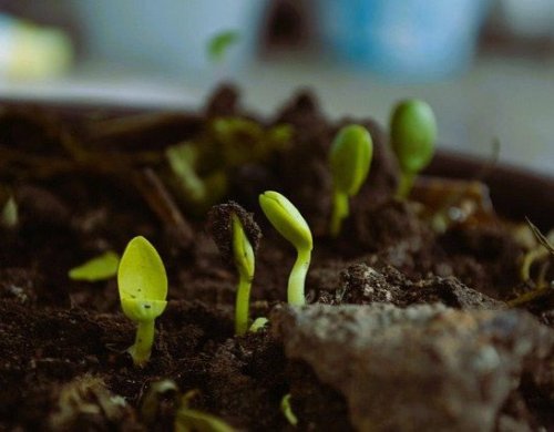 Sustainability